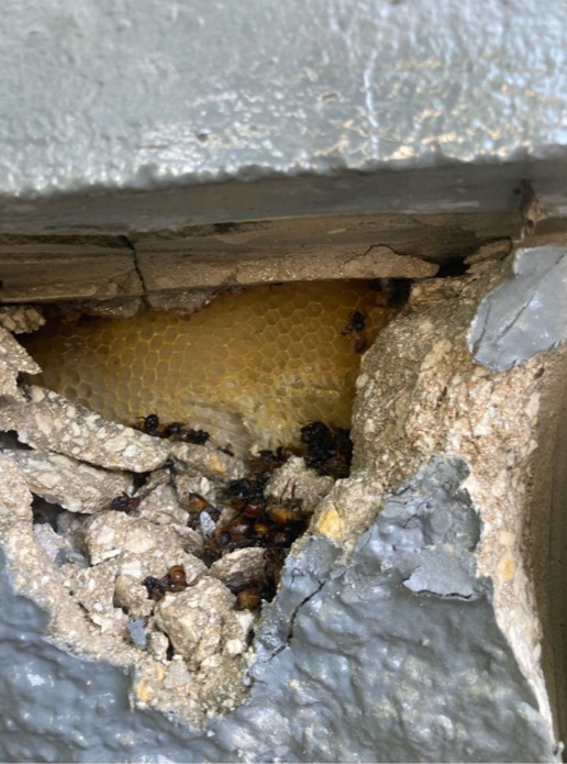 exposed be hive in wall