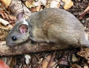 WoodRat