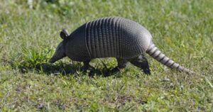 armadillo-in-yard