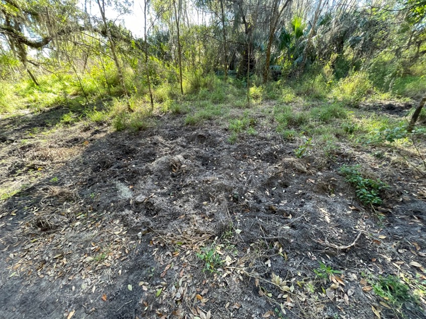 hog damage