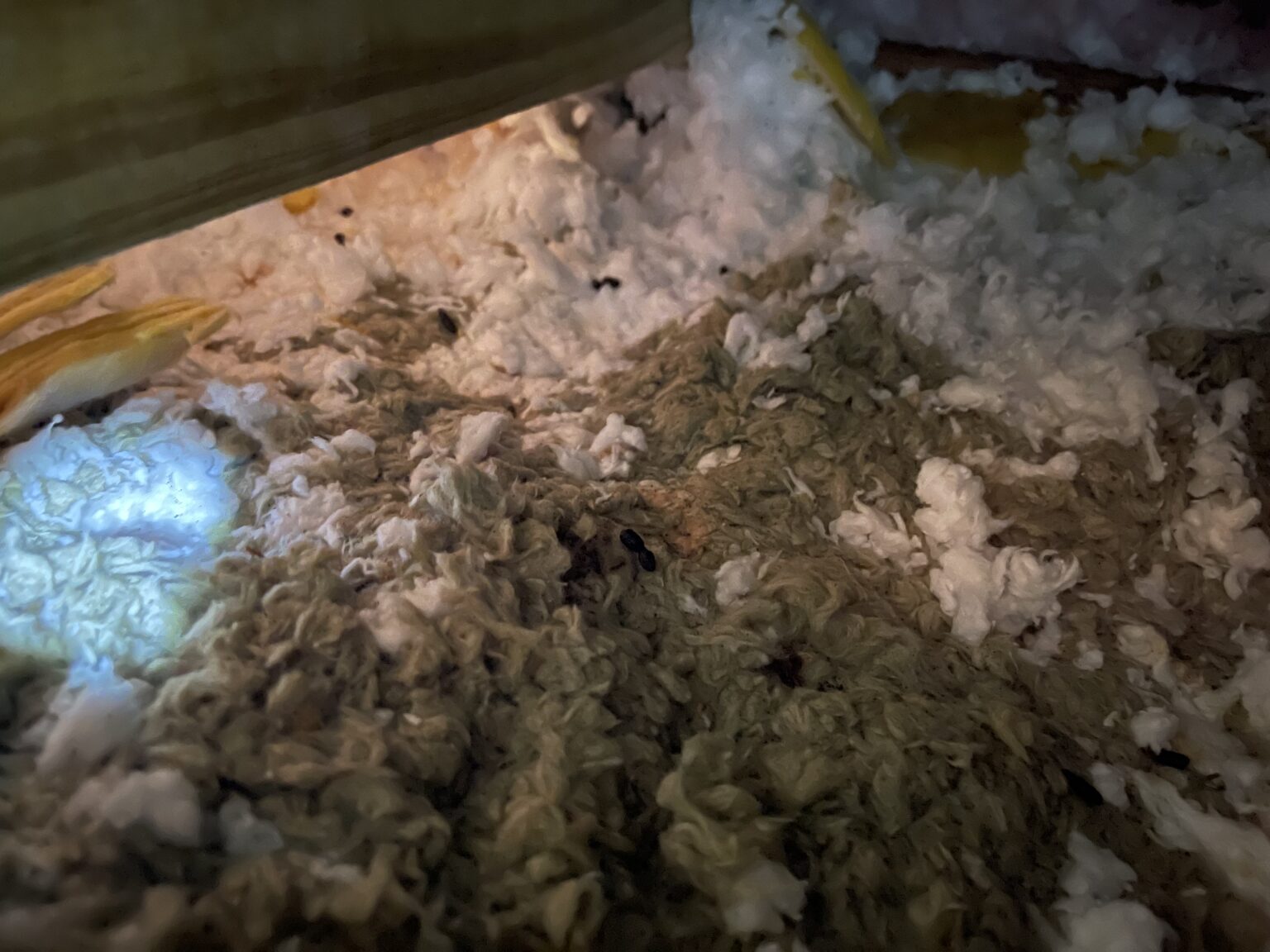 animal damage in attic
