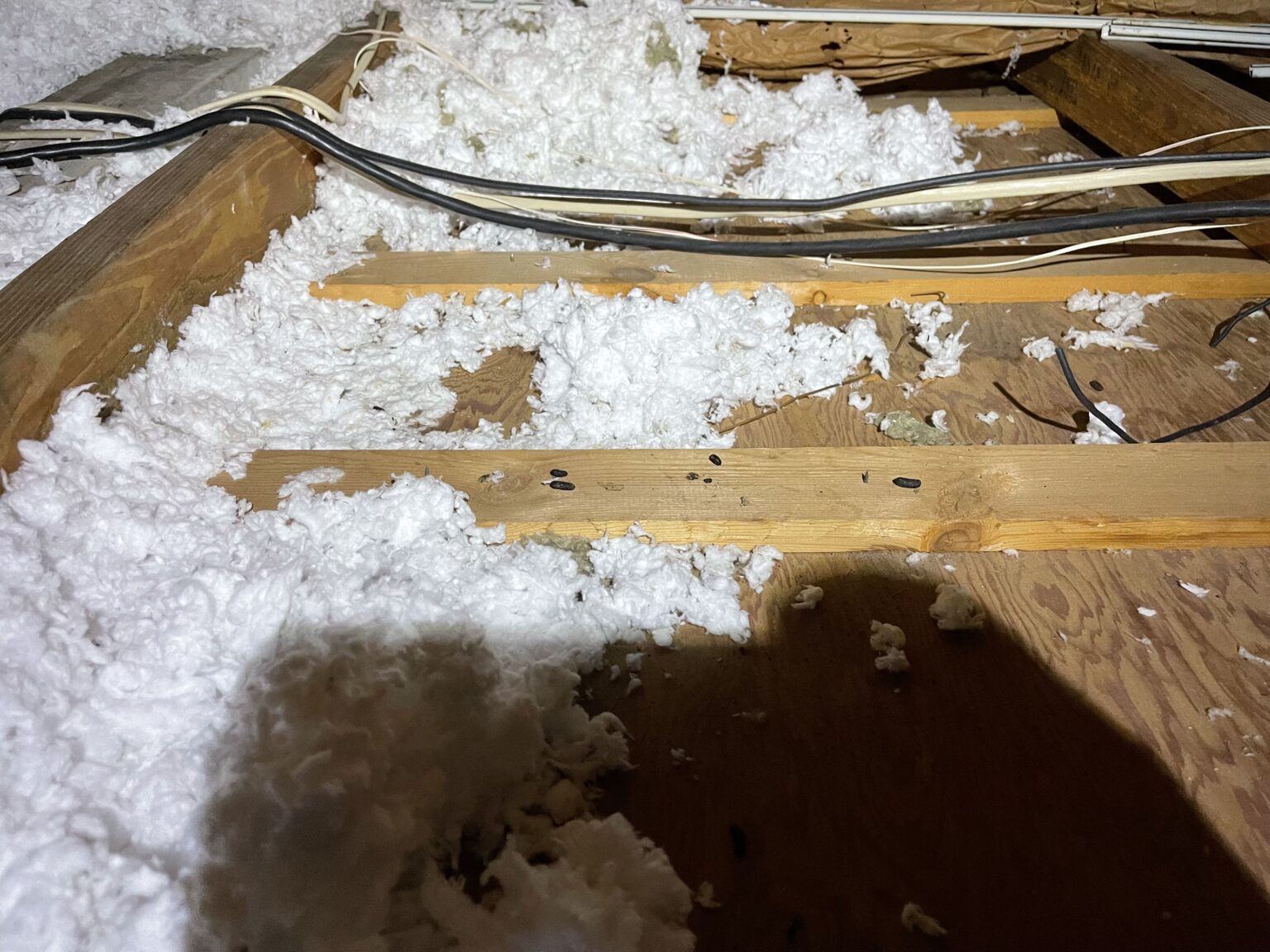 raccoon damage in attic