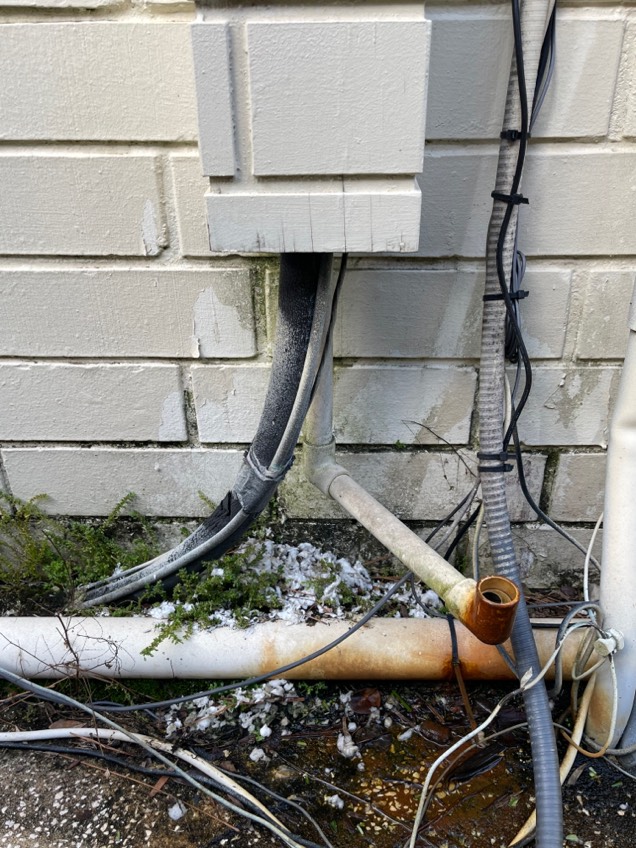 rat damage and entry point