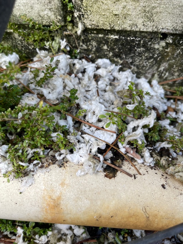 rat damage from entry point