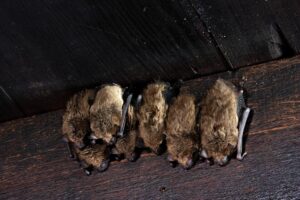roosting bats
