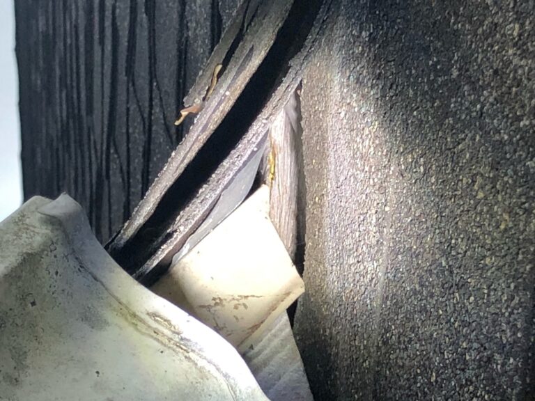 rats chew through shingle