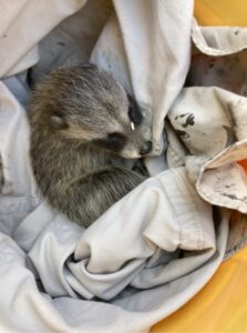 Tampa Baby Raccoon