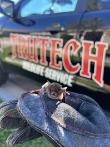 bat removal