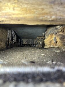 bats roosting in attic
